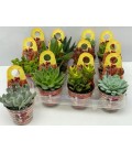 Succulentes ov Ø8.50