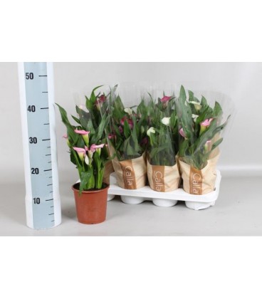 Calla mix pot de 13