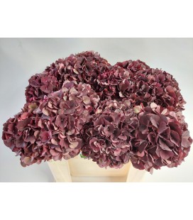 Hortensia Mag Ruby cl 60 cm