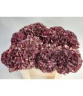 Hortensia Mag Ruby cl 40 cm