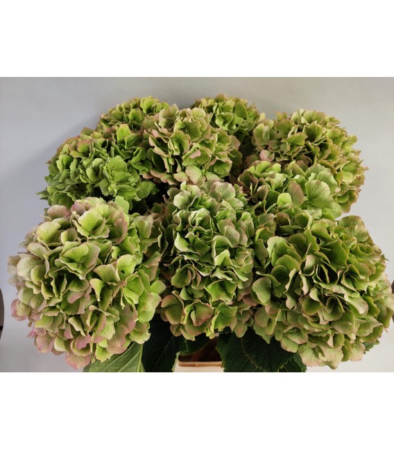 Hortensia Verena Cl 80 cm