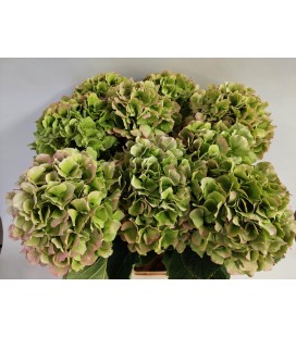 Hortensia Mag Ch Verena Cl 80 cm