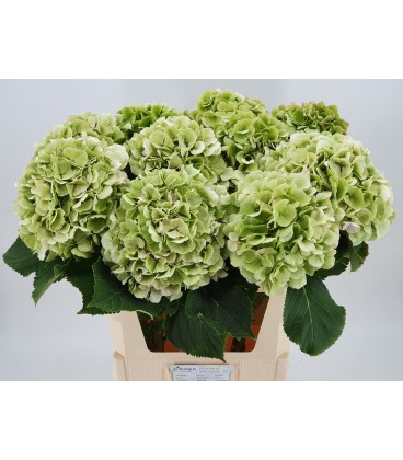Hortensia Whi Verena Classic 80 cm