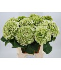 Hortensia Whi Verena Classic 80 cm