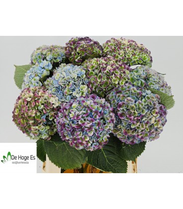 Hortensia mag Rev Bl 60 cm