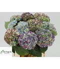Hortensia mag Rev CL PA 60 cm