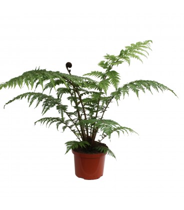Cyathea Coopere Ø24 h 110 (fougere)