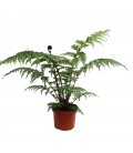 Cyathea Coopere Ø24 h 120 (fougere)