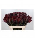 Leucadendron Sunset 70 cm