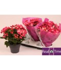 Begonia Belove rose pot 19