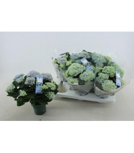Hortensia Revolution pot de 12