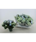 Hortensia Revolution pot de 12
