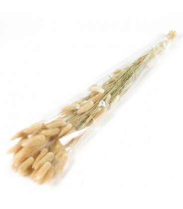 Lagurus Bs 50g/70cm Naturel