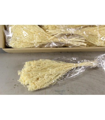 Broom bloom Blanchi 100 g/45 cm