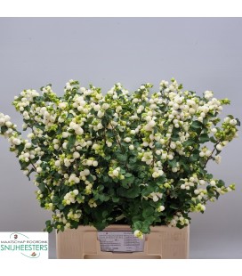 Symphorine Lemo lime 70 cm