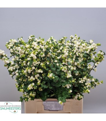 Symphorine Lemo lime 60 cm
