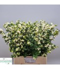 Symphorine Lemo lime 70 cm