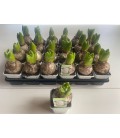 Jacinthe White ideal Ø 07 x 24