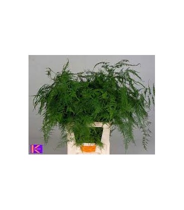 Asparagus Setaceus 85 cm