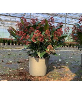 Skimmia Rub +25 fl  Ø19 h40