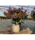 Skimmia Rub +25 fl  Ø19 h40