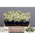 Rose Branchue Snowflake 80 cm