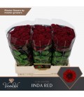 Santini Jinda Red 