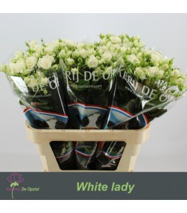 Rose Buanchue White Lady 80 cm