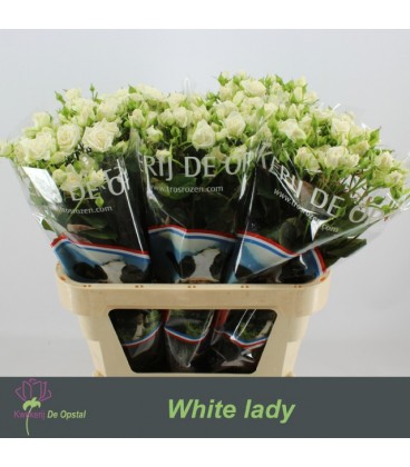 Rose Buanchue White Lady 80 cm