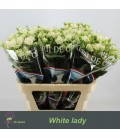 Rose Buanchue White Lady 80 cm
