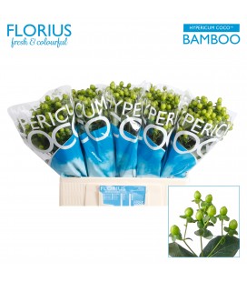 Hypericum Coco Bamboo 60 cm
