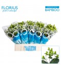 Hypericum Coco Bamboo 60 cm