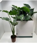 Allocasia Cucullata Ø17