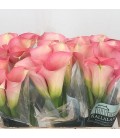 Calla Auckland 60 cm