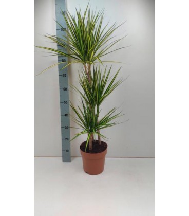 Dracena Marg Sunray pot 21 cm