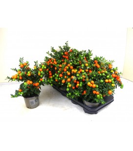 Solanum megaball pot de 14