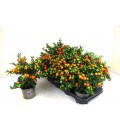 Solanum megaball pot de 12 H25 