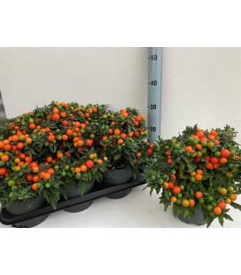 Solanum  Pot de 17 