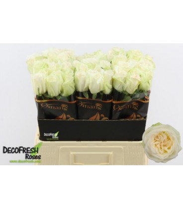 Rose White O Hara 60 cm