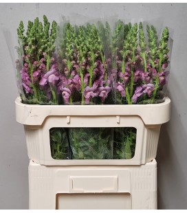 Muflier Toul Lavende 80 cm