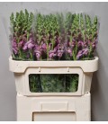 Muflier Costa Lavende 75 cm