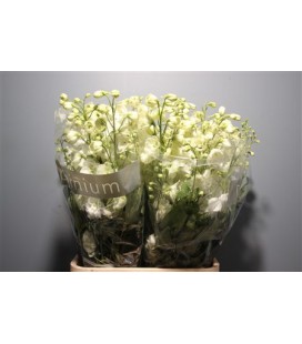 Delphinium Centurion White 80 cm