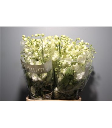 Delphinium Centurion White 80 cm