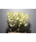 Delphinium Centurion White 80 cm