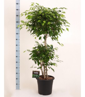 Ficus Exotica Ø 30h120