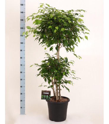 Ficus Exotica Ø 32 h 150