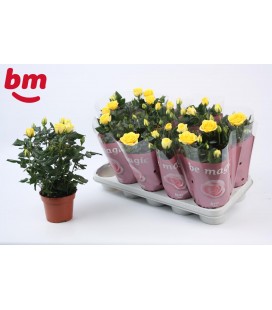 Rosier Jaune Monde Ø12