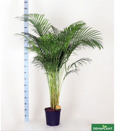 Areca Ø27 h 160 cm