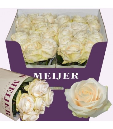 Rose Four seasons 80 cm