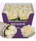 Rose Four seasons 80 cm